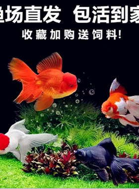 金鱼活鱼淡水观赏鱼顶红兰寿蝴蝶鲤锦鲤金鱼蝶尾红狮花狮冷水鱼苗