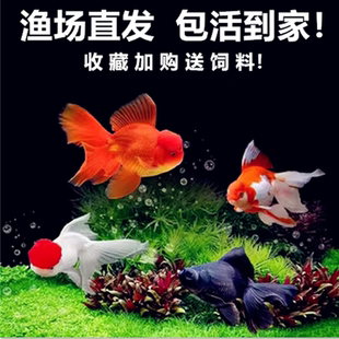 金鱼活鱼淡水观赏鱼顶红兰寿蝴蝶鲤锦鲤金鱼蝶尾红狮花狮冷水鱼苗