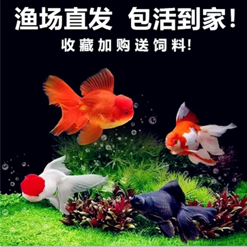 金鱼冷水观赏鱼好养易活鱼锦鲤鱼