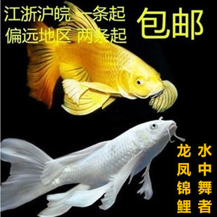 日本纯种龙凤锦鲤黄金龙凤锦活体 龙凤冷水鱼风水鱼包邮