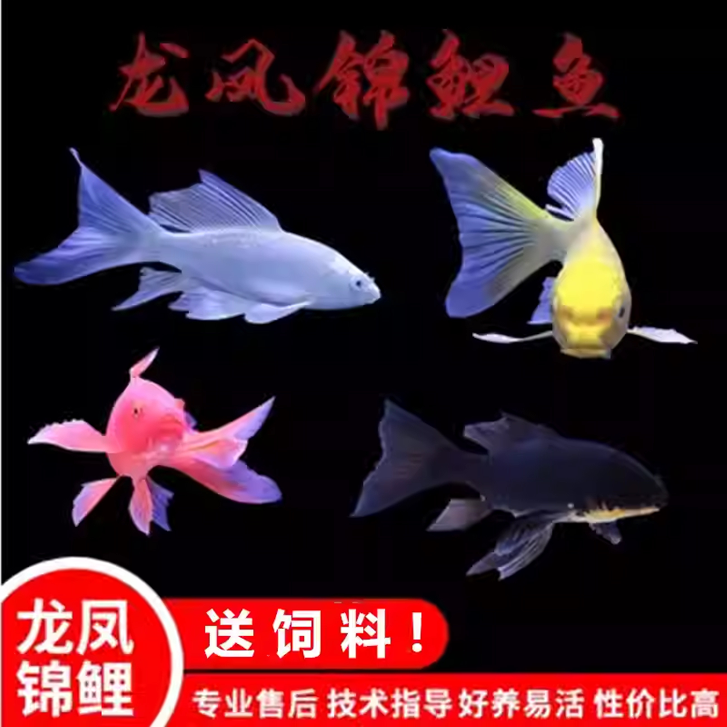 纯种白金龙凤锦鲤长尾观赏鱼淡水冷水鱼锦鲤活体好养金鱼黄金龙凤
