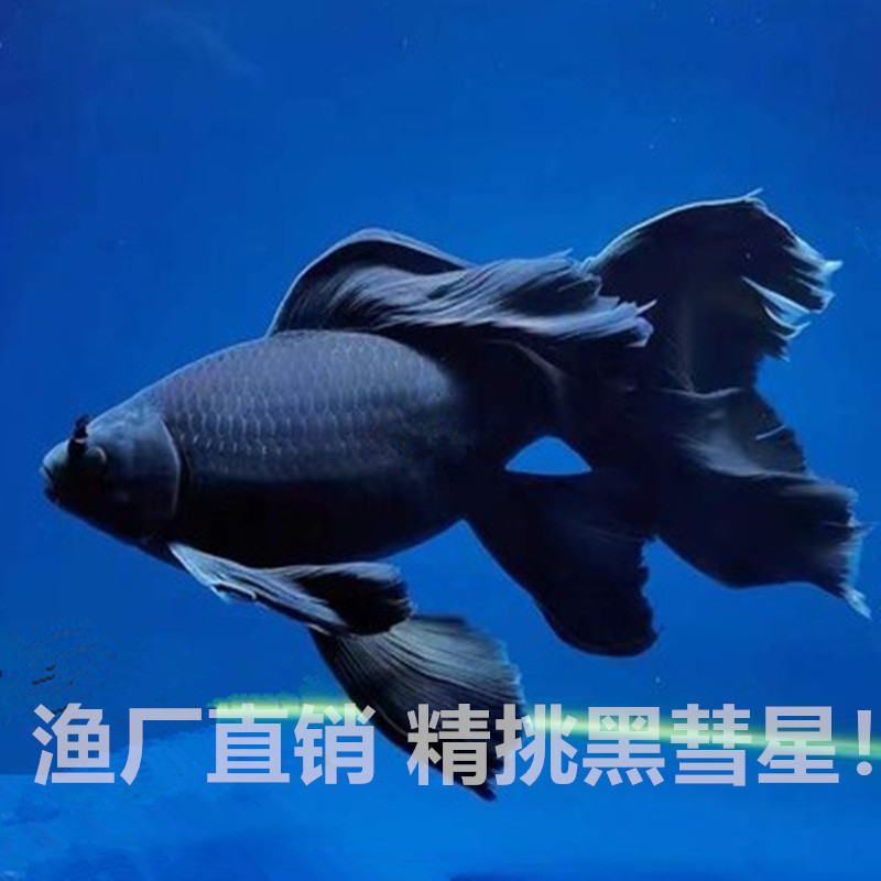 黑彗星黑草金短身蝴蝶鲤活鱼淡水观赏鱼黑金龙凤锦鲤配鱼冷水鱼苗