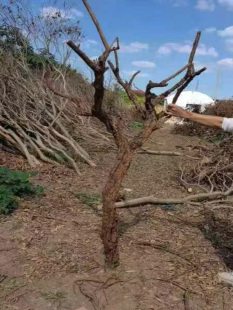 饰造型拍摄婚庆道具设计天然许愿树 石榴枯树干树枝橱窗造景摆件装