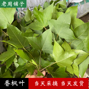 广西深山野生香枫叶黑糯米饭专用叶新鲜采摘纯天然植物染料乌饭叶