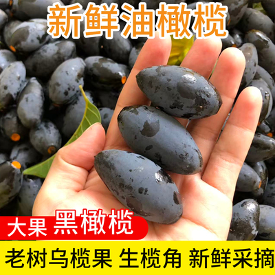 广西新鲜采摘油橄榄果