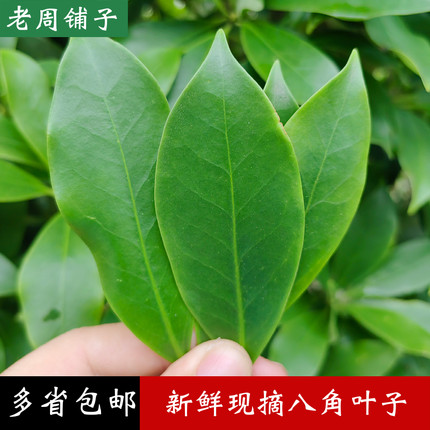 广西新鲜八角叶子现摘发货无硫生八角叶多省包邮
