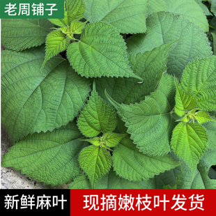 广西新鲜采摘麻叶纯天然白麻叶 家麻 白苎麻叶 野麻