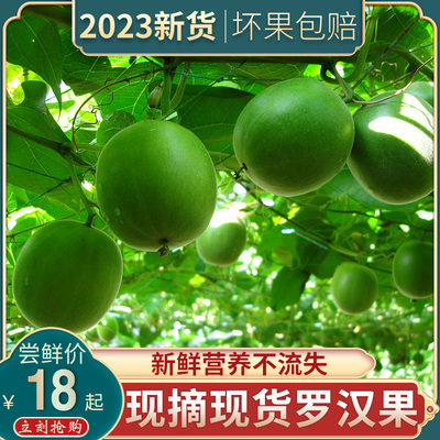 2025新鲜桂林永福罗汉果生罗汉果大果广西特产高山出产泡茶