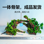 真水草鱼缸造景一体骨架全套入门级阴性水草专业设计懒人成品造景