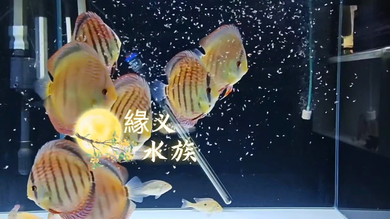 七彩神仙鱼 野彩f1鱼苗 全国发货热带淡水鱼观赏鱼包邮包损