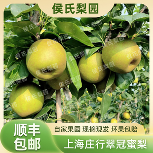 7.23发货顺丰包邮上海庄行蜜梨翠冠梨大果梨新鲜