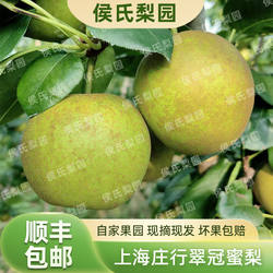 7.23发货顺丰包邮单果6两-8两上海庄行蜜梨翠冠梨梨青皮梨