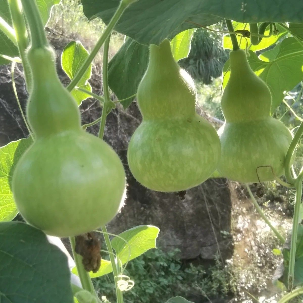 食用葫芦种子瓜菜葫芦瓜籽济公酒葫芦瓜宝葫芦种子瓠瓜葫芦娃盆栽