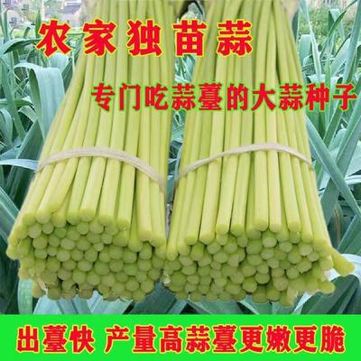 新蒜苔种子河南蒜薹籽红根蒜苗种子可以留种早熟高产出苔蒜苔种子