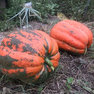 越南超大红南瓜种子樱桃红绿花纹喜瓜庭园种植肉厚可食用南瓜种