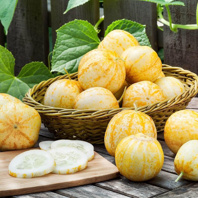 柠檬黄瓜种子籽Cucumber 可食用多汁蔬菜水果花园柠檬酸味黄瓜种