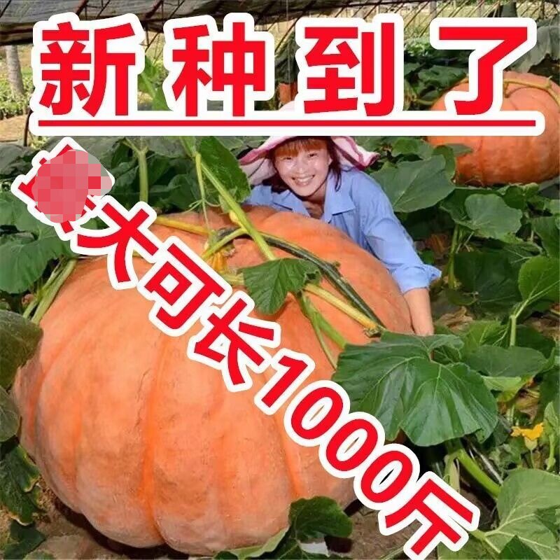 巨型南瓜种子可达1000斤巨型家庭园艺种子