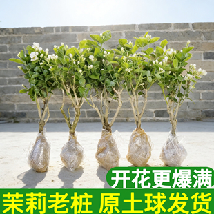 茉莉花苗横县茉莉花盆栽老桩批发浓香型地栽苗易成活阳台绿植树苗