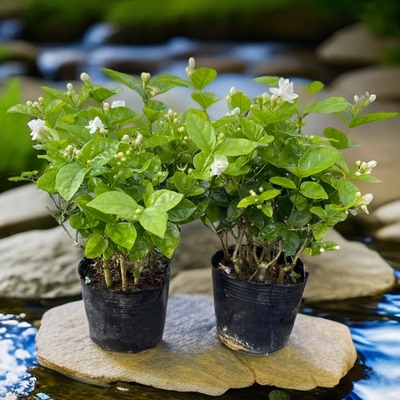 横县茉莉花盆栽花苗树苗