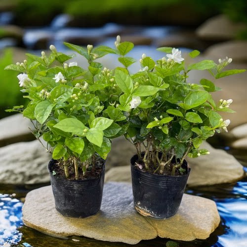 横县茉莉花盆栽花苗树苗