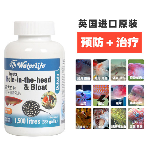正品英国鱼用大白片水族龙鱼罗汉