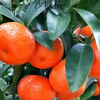 早熟砂糖橘1.5加仑容器杯苗早熟柑橘纯甜无酸庭院阳台盆栽地栽