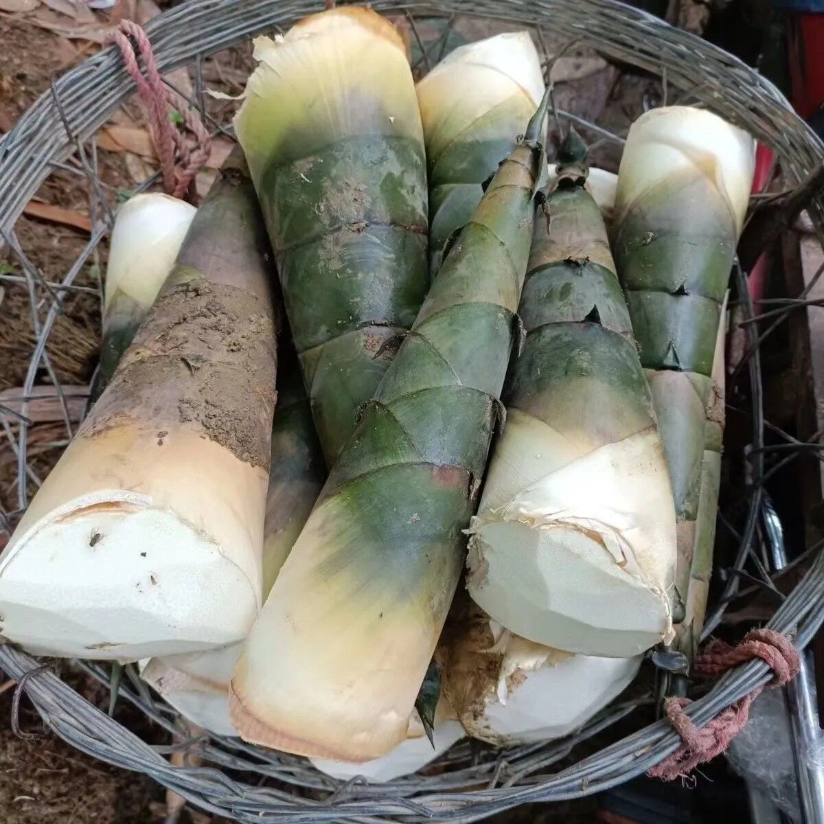 埔田竹笋新鲜笋特产现挖5斤广东揭阳大头春夏苦绿嫩笋麻竹笋广西