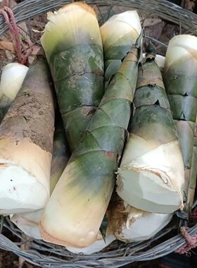埔田竹笋新鲜笋特产现挖5斤广东揭阳大头春夏苦绿嫩笋麻竹笋广西
