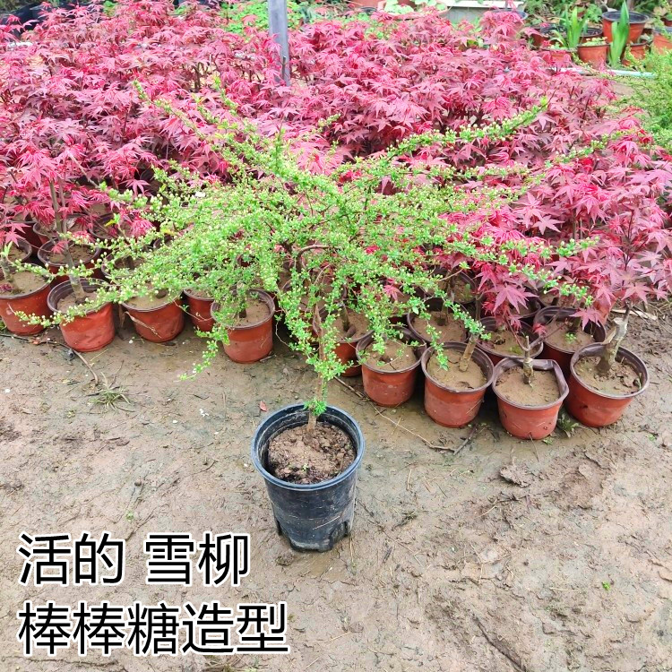 喷雪花雪柳活的棒棒糖造型带土发货盆栽盆景地栽庭院阳台窗台花卉图片