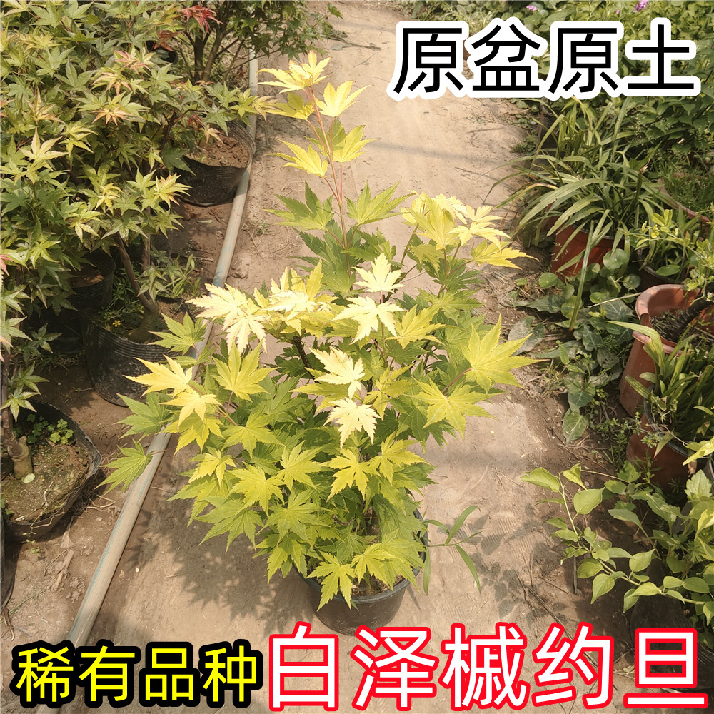 约旦枫树盆栽原盆原土好养盆景庭院阳台窗台绿植观叶植物美观春季图片