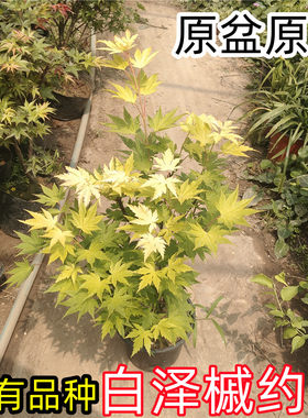 约旦枫树盆栽原盆原土好养盆景庭院阳台窗台绿植观叶植物美观春季