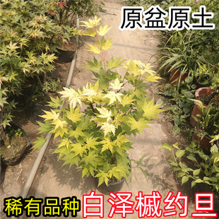 约旦枫树盆栽原盆原土好养盆景庭院阳台窗台绿植观叶植物美观春季