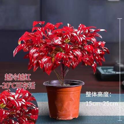 火焰南天竹红叶耐寒禅意年宵绿植盆景桌面室内外植物客厅阳台盆栽