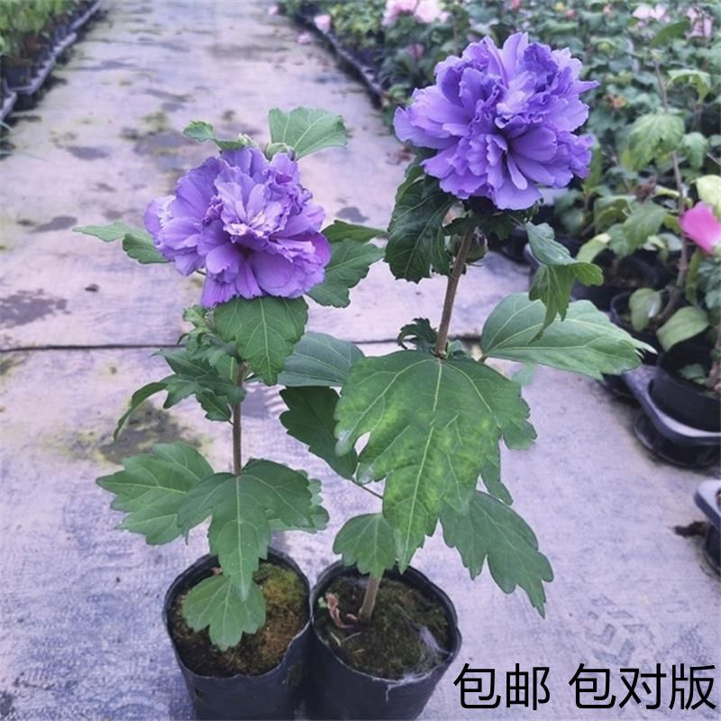 重瓣木槿蓝莓冰沙花卉盆栽盆景日绣球/木绣球/圆锥乔