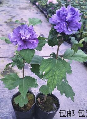 重瓣木槿蓝莓冰沙花卉盆栽盆景日本粉紫色阳台庭院棒棒糖食用植物