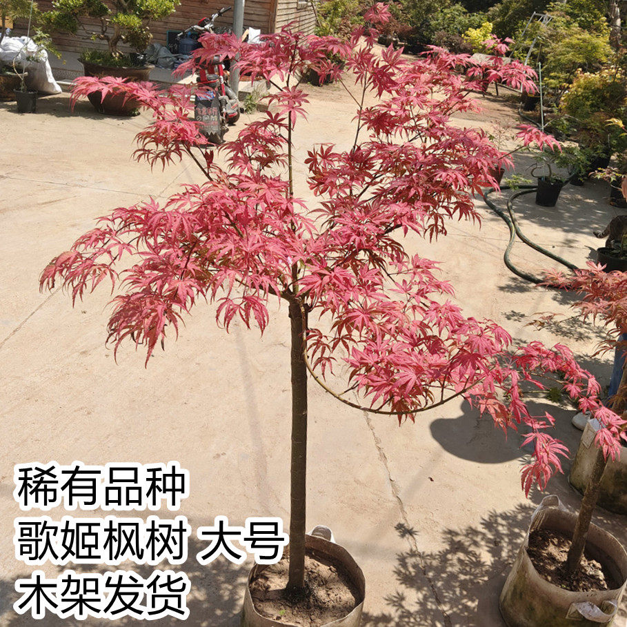 歌姬枫树稀有品种庭院地栽树形老桩盆栽日本红枫原盆原土阳台窗台