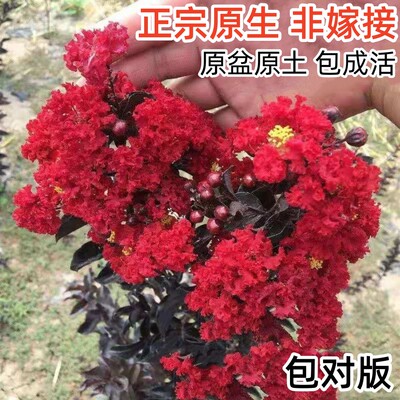 红火箭紫叶丹红紫薇精灵盆栽树苗