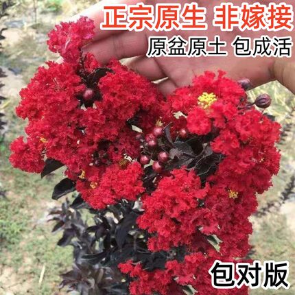 紫叶丹红姬紫薇红火箭开花百丽耐热盆栽盆景地栽阳台庭院植物好养