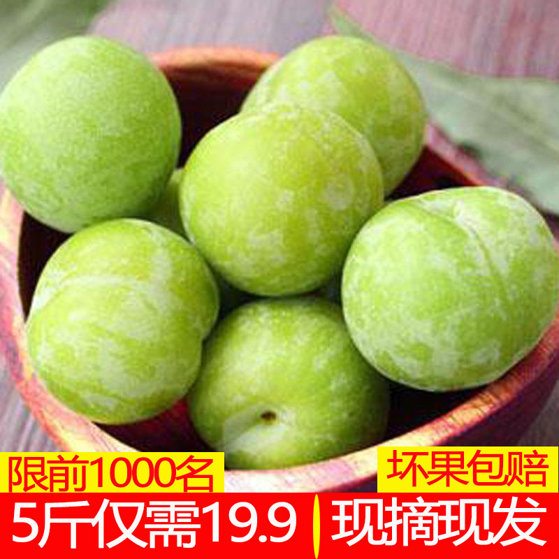 贵州李子现在现发新新鲜青脆李脱骨李四川土李子应季水果孕妇 5斤