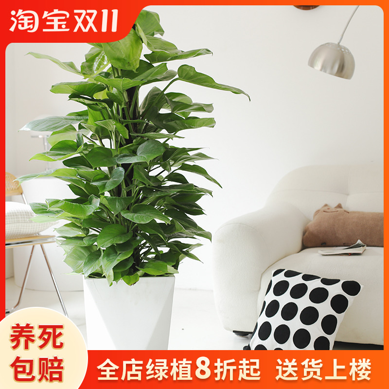 绿萝柱大型盆栽植物室内大叶绿叶绿箩除甲醛绿植防辐射网红花卉