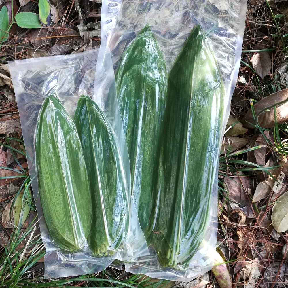 新鲜箬竹叶子棕叶寿司料理烤肉摆粽子