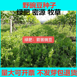 箭筈豌豆 野豌豆种子果树绿肥蜜源植物小苕子高蛋白牧草果树除草