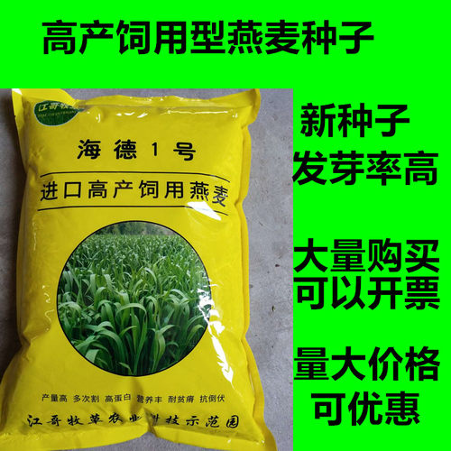 牧草进口高产型燕麦牛羊猪种子