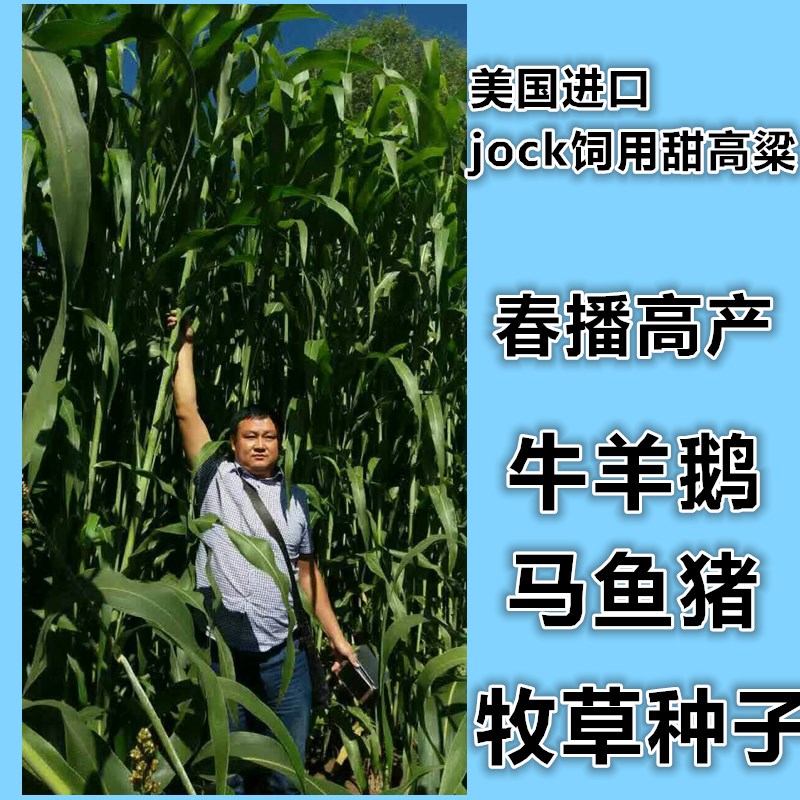 美国进口jock饲用甜高粱牛羊鱼高产青贮牧草种子大力士饲用甜高粱