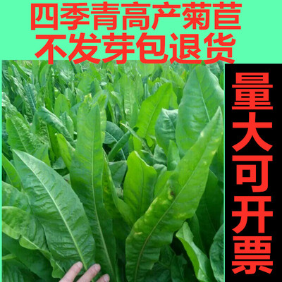 牧草将军牛羊鸡鸭四季青克利菊苣