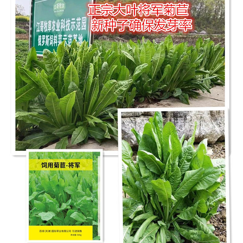 正宗将军菊苣种子猪草牛羊驴鸡鸭鹅兔四季青多年生牧草菊苣牧草