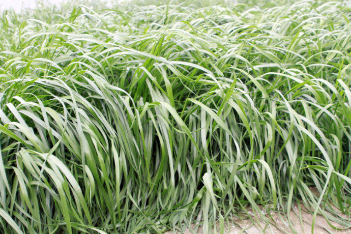 四季青多年生黑麦草种子 耐寒高产多年牧草种子工程绿化草种子