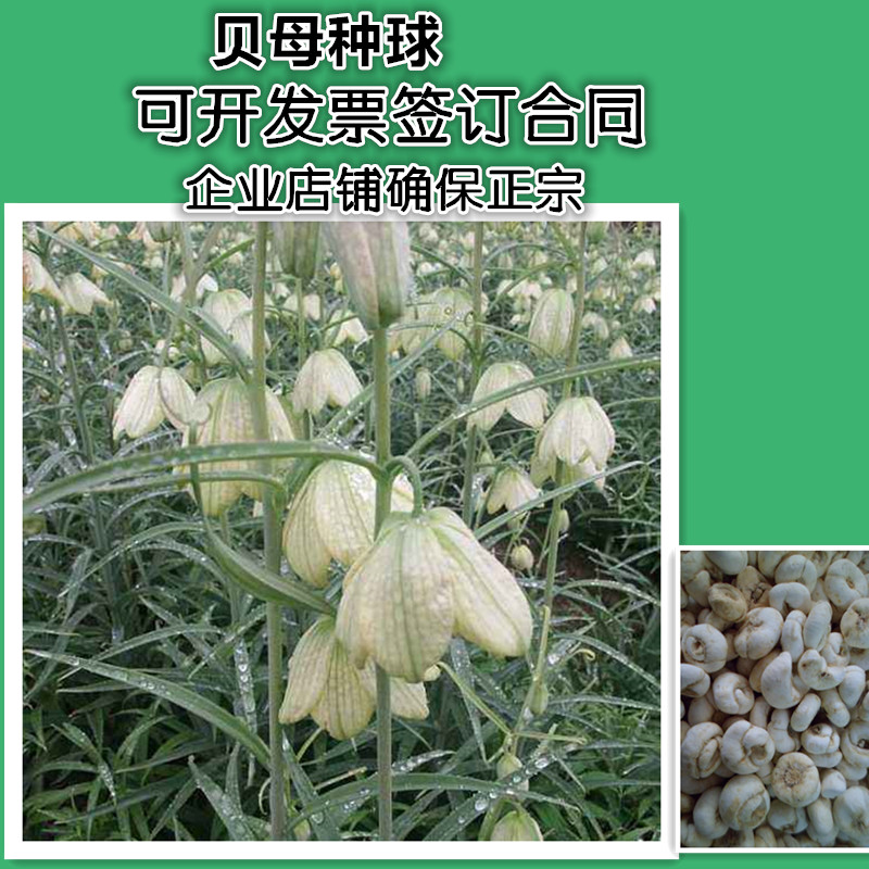 贝母种子种球中药材川贝平贝浙贝阳台盆栽贝母种球新鲜贝母食用