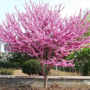 紫荆花树苗丛生庭院盆栽室外耐寒四季开花植物绿化工程观赏紫荆苗