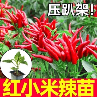 一级壮苗朝天椒秧苗小米辣椒苗香辣朝天椒苗指天椒小红椒四季种植